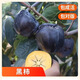 景琳涵無(wú)核脆甜柿子樹(shù)果苗嫁接庭院果樹(shù)特大號盆栽矮化耐寒火晶柿子樹(shù)苗 【假一賠十】黑柿（5年苗）死苗包賠