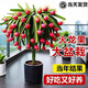 火龍果苗盆栽地栽南北方種植嫁接紅心火龍果樹(shù)苗當年結果 軟枝大紅 20-30cm