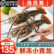 海澤鮮【禮盒】新鮮活凍大花龍小青龍蝦波士頓大龍蝦 冰鮮大龍蝦禮盒 500g 【大青龍1只裝】