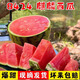 正宗河南沙地頭茬麒麟西瓜新鮮水果冰糖脆甜薄夏季生鮮沙瓤大西瓜 特級(jí)麒麟西瓜丨凈重5-6斤裝 有籽/無(wú)籽隨機(jī)發(fā)貨