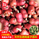 野生山姜藥材南姜子高良姜紅寇紅豆蔻 驅(qū)寒暖胃除濕 香料鹵料包郵 山姜子100克