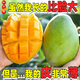 四川攀枝花凱特芒果青皮甜心大芒果新鮮時令水果香甜軟糯整箱批發(fā) 大青芒大果【單果400g+】 凈重4.5斤