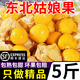 順豐正宗東北姑娘果現摘5斤當季新鮮水果薄皮酸甜黃菇娘果燈籠果y 1斤嘗鮮【順豐現摘】