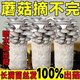 蘑菇種植包菌種菌棒食用菌平菇室內植物盆栽菇食好養活噴水就會(huì )長(cháng) 灰平菇1個(gè)【不帶噴壺】