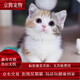 麥基樂貓咪幼崽活體小奶貓真貓活貓橘貓黑貓白貓奶牛貓橘白貓中華田園貓 田園級 活潑的三花貓 公母備注