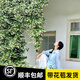 寶御安四季耐寒庭院爬藤植物意大利絡(luò)石藤風(fēng)車茉莉老樁盆栽陽臺濃香常綠 黃色風(fēng)車茉莉（托斯卡納之星）2-2.5米大苗 含盆