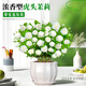 臨雅虎頭茉莉花盆栽老樁室內(nèi)花卉陽(yáng)臺(tái)花苗綠植物好養(yǎng)配花瓣盆源頭直發(fā)