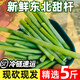 東北甜桿小甘蔗新鮮水果甜蘆粟甜蘆稷農家特產(chǎn)爆汁甜高梁桿老品種 5斤裝