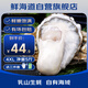 鮮海道 鮮活乳山生蠔4XL 凈重5斤 10-14只 生鮮海鮮貝類 源頭直發(fā)