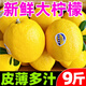 四川新鮮黃檸檬9斤鮮果安商用榨汁批發(fā)岳水果奶茶店專大果非無(wú)籽 1斤 60-100g 【小果】經(jīng)濟(jì)實(shí)惠