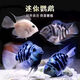 ZEYU MINGCHONG迷你鸚鵡白金寶藍色鸚鵡觀(guān)賞魚(yú)淡水迷你寵物批發(fā)熱帶魚(yú) 迷你鸚鵡2-3厘米5條【雙色混搭】