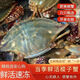 源客行舟山梭子蟹大號 冰鮮鮮活冷凍海鮮水產(chǎn)新鮮大肉蟹飛蟹送年貨禮盒 4-5兩 3斤