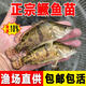 正宗大鱖魚苗淡水養(yǎng)殖食用桂花斑鱖特大號規(guī)格冷水觀賞魚批發(fā)貴桂魚苗 鱖魚4-6厘米10條送1條防損【泡沫箱】