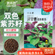 菜禾地紫蘇種子苗雙色可食用大葉四季蔬菜種籽 雙色紫蘇種子約1200粒