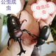 獨(dú)角仙成蟲活體甲蟲爬寵網(wǎng)紅寵物鍬甲超大適合新手好養(yǎng)易活無毒 仙成蟲公母1對(duì)（公7厘米以上）