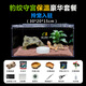 品云美寵爬蟲亞克力飼養(yǎng)盒豹紋守宮肥尾睫角蜥蜴爬寵飼養(yǎng)箱 守宮豹豹紋豪華保溫套餐