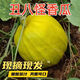新鮮正宗湖北丑八怪香瓜現(xiàn)摘水果薄皮應(yīng)季黃金甜瓜黃皮蜜瓜整箱裝 凈重3斤