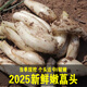 維?，F挖藠頭 新鮮蕎頭 茭頭叫頭蔥教頭小蒜交喬頭蒜泡菜姜蔬菜下飯菜 1斤