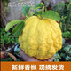 云南香櫞果鮮果聞香佛手瓜清新空氣佛手柑鮮果擺件供奉佛手香櫞 2斤左右【云南高山香櫞果1顆】