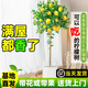 嘆為觀(guān)止 大型盆栽 單桿辮子發(fā)財樹(shù)天堂鳥(niǎo)綠蘿散尾葵辦公室內開(kāi)業(yè)喬遷禮品 檸檬樹(shù)1.5-1.7米【鎂鈮圓盆】 含盆