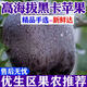 云南甘肅黑卡蘋果黑鉆蘋果9斤黑色純甜蘋果新水果鮮當(dāng)季整箱包郵R 3斤【帶箱中小果】