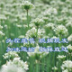 會(huì)小二新鮮韭菜花純天然新鮮韭菜批發(fā)價(jià)韭菜花醬火鍋蘸料韭菜花 2500g