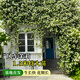 雅致1.5米白色風(fēng)車茉莉花大苗爬藤植物四季開花庭院花卉盆栽源頭直發(fā)