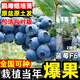 正宗四川藍莓樹(shù)苗盆栽帶果適合北方南方種植藍莓苗F6水果樹(shù)苗大全 F6(2加侖)原盆土 當年結果 無(wú)需移栽/新手推薦