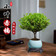 京云夢(mèng)小葉赤楠盆景室內綠植花卉盆栽老樁桌面擺件冰裂藍源頭直發(fā)