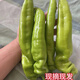 現(xiàn)摘現(xiàn)發(fā)山東壽光蔬菜大棚薄皮青椒微辣紅綠尖椒批發(fā)散裝 精品尖椒3斤裝 3斤