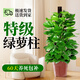 卉優(yōu)大葉綠蘿柱室內大盆栽植物客廳大型綠植辦公室除甲醛凈化空氣易活 特級大葉綠蘿柱1.4-1.6米【基地原盆】