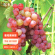 虹越（HONGYUE）葡萄樹(shù)苗盆栽苗花園庭院露臺爬藤水果苗多年生易養果樹(shù)苗 【果味香甜】寒香蜜 1加侖帶盆栽好
