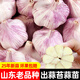 大禹大蒜種子老品種蒜頭山東紅皮香蒜大祘頭出蒜苔蒜苗紫皮批發(fā)秋播 蒜頭大蒜種子500g【出蒜苔蒜苗】