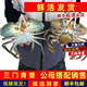 青蟹鮮活羔蟹鱘猷蠓紅膏母蟹公母搭配包活現(xiàn)捕現(xiàn)發(fā) 公蟹肉蟹5斤/7-8只