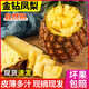 【現(xiàn)摘】徐聞金鉆17號鳳梨樹上熟新鮮采摘孕婦水果禮品金鉆大果直 約9斤特大果4個裝【手挑老樹果】