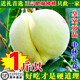 菓靈稥肥城肥桃佛桃 泰安特產(chǎn)脆甜桃新鮮水果山東大桃子水蜜桃中秋節 6顆單果一斤左右實(shí)惠裝 順豐直達 送禮佳品