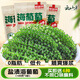 云山半鹽漬海葡萄100g*3即食兒童涼拌菜魚子醬火鍋商家用贈6種蘸料海藻