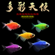 天使魚(yú)觀(guān)賞魚(yú)彩群魚(yú)熱帶魚(yú)群游小型魚(yú)淡水魚(yú)好養耐活喂食 3cm左右天使各一條，共5條