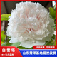 牡丹花苗盆栽正宗菏澤帶花苞牡丹花種大苗纏枝重瓣花卉牡丹花樹(shù)苗 44白雪塔【菏澤發(fā) 帶芽包活 】