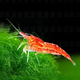 黑殼蝦除藻草蝦觀(guān)賞蝦工具清潔蝦飼料蝦活體水族箱魚(yú)缸造景冷水蝦 櫻花蝦20只含5備損（1-1-5cm ）
