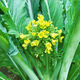 農之子 增城遲菜心種子四季廣東甜菜心種籽孑蔬菜種子秋冬 增城一號遲甜菜心王種子 10g