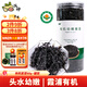 派紳有機紫菜60g頭水紫菜包飯不免洗紫菜蝦米皮蛋花湯料包拌飯碎食材