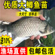 鯽魚苗淡水養(yǎng)殖食用活魚土鯽工程湘云黃金鯽大品種中科三號五號鯽冷水觀賞小魚苗批發(fā) 大鯽魚4-6厘米50條多發(fā)10%防損
