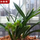 蘭花苗 翠蓋荷 帶花苞 春蘭矮種 荷瓣名品幽濃香耐陰綠植花卉盆栽 翠蓋水晶2苗不帶花苞 裸根發(fā)貨