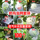 yuanyiba水果套袋防鳥(niǎo)防蟲(chóng)專(zhuān)用網(wǎng)袋葡萄無(wú)花果蘋(píng)果芒果草莓桃子保護袋子 10x15cm/100個(gè)/草無(wú)藍李水果