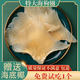 胖東來(lái)品質(zhì)特大魚(yú)翅干 干貨海狗翅海翅干 干干 干浦魚(yú)翅天鰩魚(yú)大 特大海狗翅(約5片)半斤(250g)