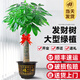 靜黛軒發(fā)財樹盆栽室內(nèi)大型綠植客廳大盆栽喬遷開業(yè)招財好養(yǎng)植物 【養(yǎng)死包賠】精品獨桿1.3-1.4m(福字款) 含盆