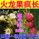 火龍果專用肥料?；ū９懒压~面肥增紅增甜果樹(shù)專用增產(chǎn)水溶肥 300ml 3瓶 【果大果多】