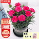 沭之美康乃馨盆栽陽(yáng)臺室內觀(guān)花植物  康乃馨玫紅色+0.5加侖盆 源頭直發(fā)