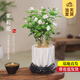 開(kāi)時(shí)果 茉莉花盆栽濃香型 桌面綠植物陽(yáng)臺花卉樹(shù)苗盆景擺件源頭直發(fā)包郵 茉莉花5-10株【素雅盆+底座】